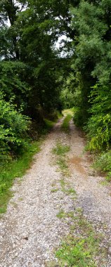 Sakarya Akyazi 'de yer alan yeşil çalılar ve ağaçlarla çevrili ormandaki toprak yol