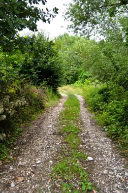 Sakarya Akyazi 'de yer alan yeşil çalılar ve ağaçlarla çevrili ormandaki toprak yol