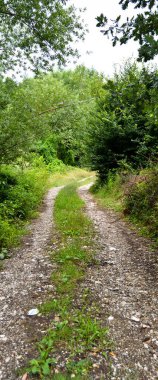 Sakarya Akyazi 'de yer alan yeşil çalılar ve ağaçlarla çevrili ormandaki toprak yol
