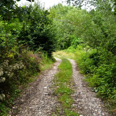 Sakarya Akyazi 'de yer alan yeşil çalılar ve ağaçlarla çevrili ormandaki toprak yol