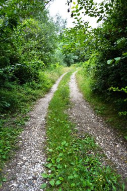 Sakarya Akyazi 'de yer alan yeşil çalılar ve ağaçlarla çevrili ormandaki toprak yol