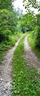Sakarya Akyazi 'de yer alan yeşil çalılar ve ağaçlarla çevrili ormandaki toprak yol