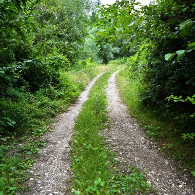 Sakarya Akyazi 'de yer alan yeşil çalılar ve ağaçlarla çevrili ormandaki toprak yol