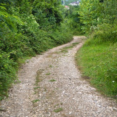 Sakarya Akyazi 'de yer alan yeşil çalılar ve ağaçlarla çevrili ormandaki toprak yol