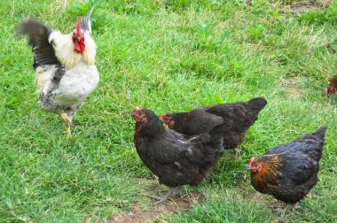 A flock of free running domestic rooster and chickens of various colors in the farm in Anatolian lands