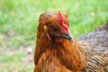 Anadolu topraklarındaki çiftlikte çeşitli renklerde serbest koşan evcil tavuk sürüsü