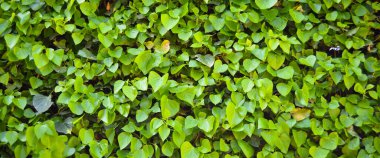 Yeşil yapraklı taze sarmaşık bitkisi, sarmaşık yaprağı dokusu, kışın hep yeşil sarmaşık.