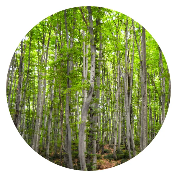 Thin Long Stem Hornbeam Forest Texture Composed Dense Trees Spring — Foto de Stock