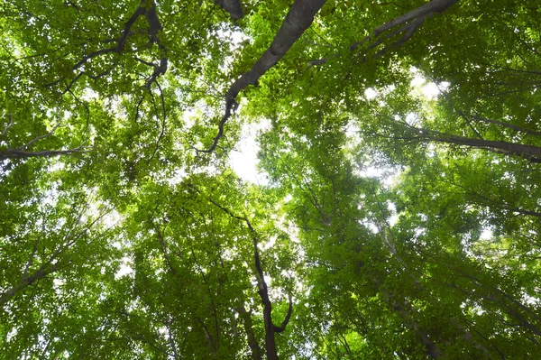 Thin Long Stem Hornbeam Forest Texture Composed Dense Trees Spring — Foto de Stock