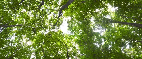 Thin Long Stem Hornbeam Forest Texture Composed Dense Trees Spring — Foto de Stock