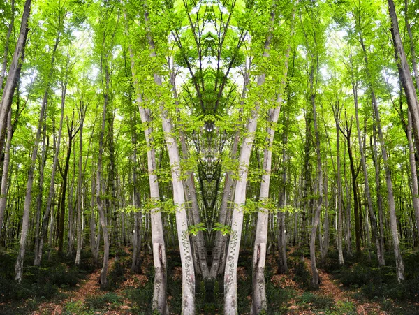 Thin Long Stem Hornbeam Forest Panorama Texture Composed Dense Trees — Foto de Stock