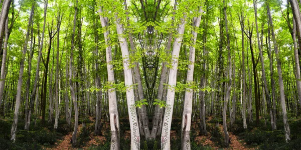 Thin Long Stem Hornbeam Forest Panorama Texture Composed Dense Trees — Foto de Stock