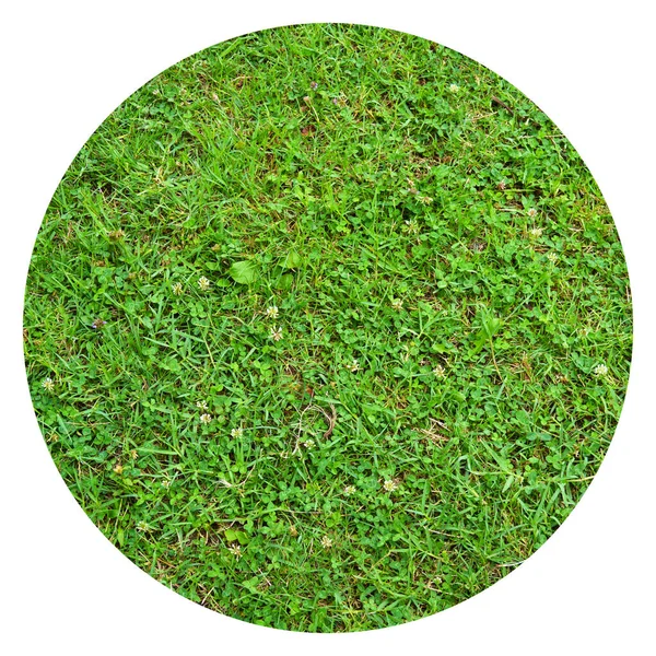 Green Grass Nature Background Natural Texture Plant Close Green Lawn — Stock Photo, Image