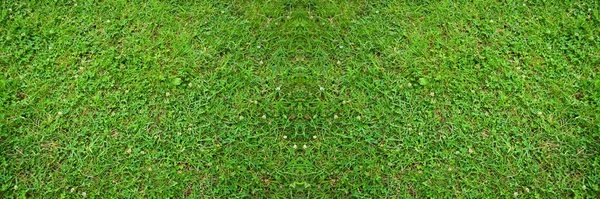 Zielona Trawa Natura Tło Naturalna Tekstura Rośliny Zbliżeniu Zielony Wzór — Zdjęcie stockowe