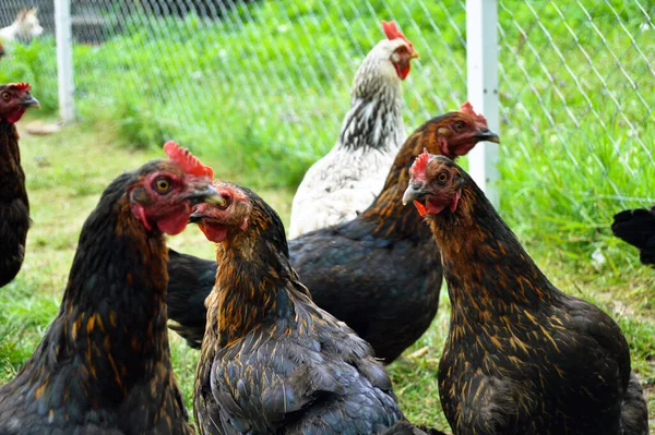 Flock Free Running Domestic Chickens Various Colors Farm Anatolian Lands — ストック写真