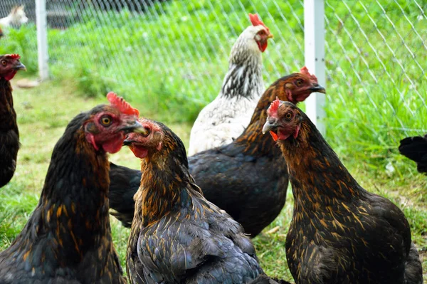 Eine Herde Freilaufender Haushühner Verschiedenen Farben Auf Dem Bauernhof Anatolischen — Stockfoto