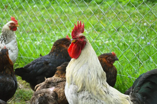 Eine Herde Freilaufender Hähne Und Hühner Verschiedenen Farben Auf Dem — Stockfoto
