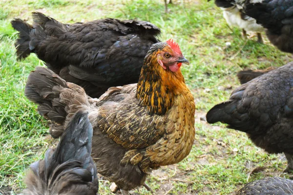 Flock Free Running Domestic Chickens Various Colors Farm Anatolian Lands — стоковое фото