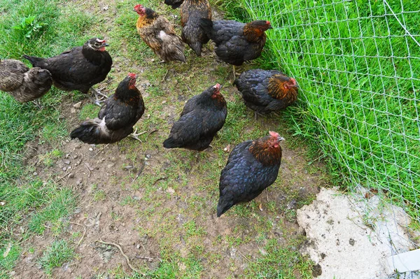 Flock Free Running Domestic Chickens Various Colors Farm Anatolian Lands — ストック写真