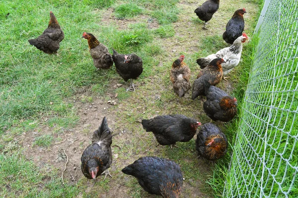 Flock Free Running Domestic Chickens Various Colors Farm Anatolian Lands — стоковое фото