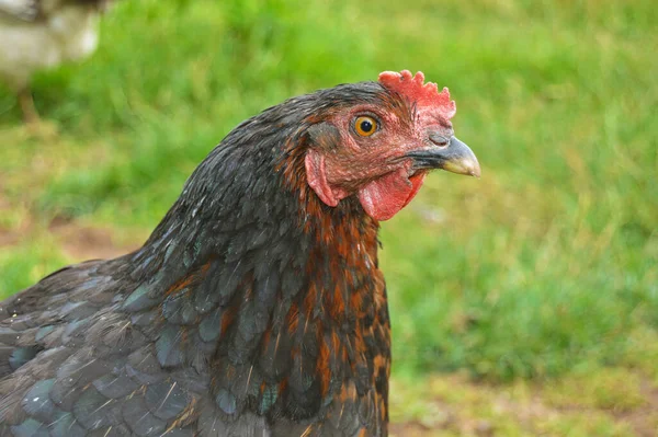 Eine Herde Freilaufender Haushühner Verschiedenen Farben Auf Dem Bauernhof Anatolischen — Stockfoto