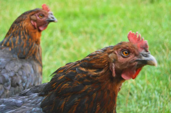 Eine Herde Freilaufender Haushühner Verschiedenen Farben Auf Dem Bauernhof Anatolischen — Stockfoto