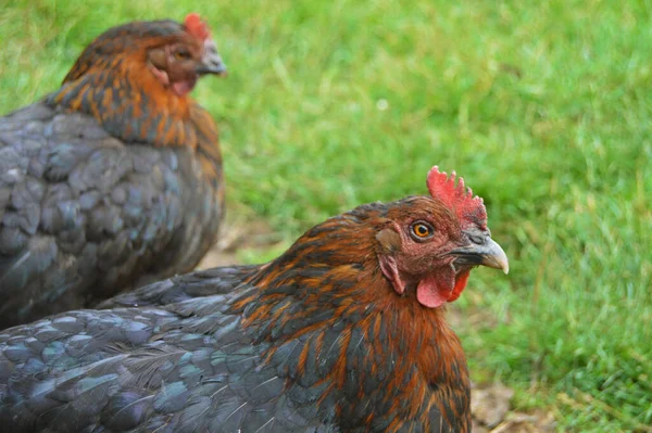 Flock Free Running Domestic Chickens Various Colors Farm Anatolian Lands — Stock Fotó