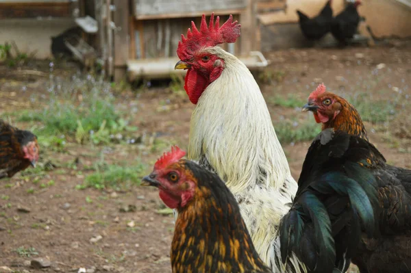 Flock Free Running Domestic Rooster Chickens Various Colors Farm Anatolian — Stockfoto