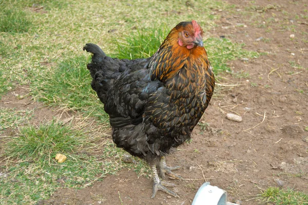 Eine Herde Freilaufender Haushühner Verschiedenen Farben Auf Dem Bauernhof Anatolischen — Stockfoto