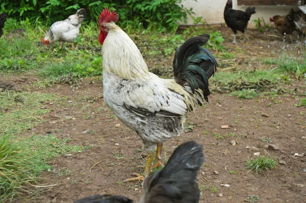 Flock Free Running Domestic Rooster Chickens Various Colors Farm Anatolian — Foto de Stock