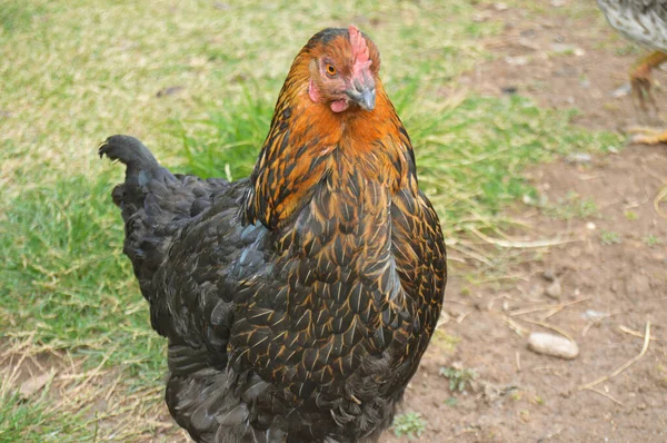 Flock Free Running Domestic Chickens Various Colors Farm Anatolian Lands — стоковое фото