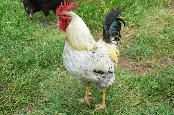 Flock Free Running Domestic Rooster Chickens Various Colors Farm Anatolian — Fotografia de Stock