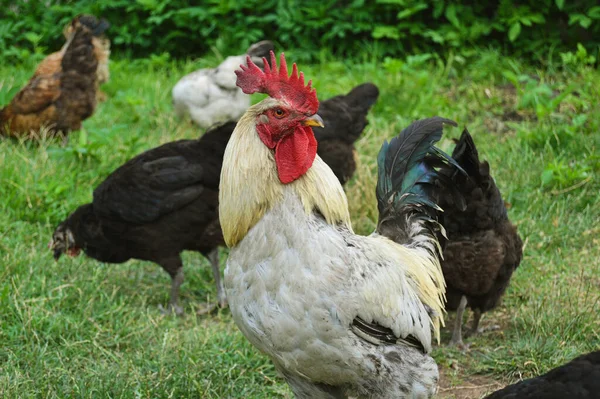 Flock Free Running Domestic Rooster Chickens Various Colors Farm Anatolian — Fotografia de Stock