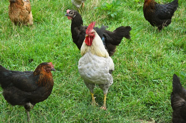 Eine Herde Freilaufender Hähne Und Hühner Verschiedenen Farben Auf Dem — Stockfoto