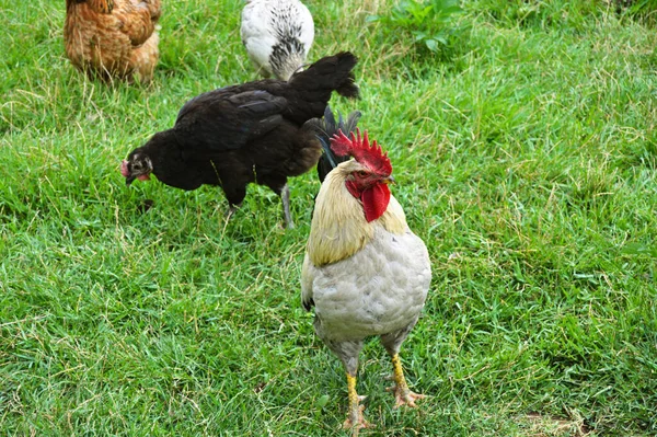 Flock Free Running Domestic Rooster Chickens Various Colors Farm Anatolian — Fotografia de Stock