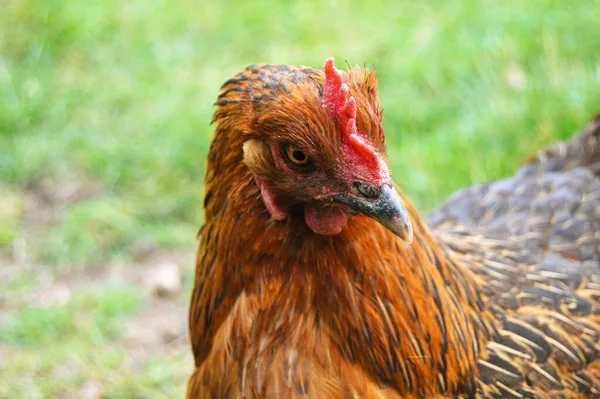 Flock Free Running Domestic Chickens Various Colors Farm Anatolian Lands — Stock Fotó