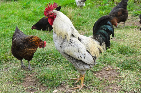 Eine Herde Freilaufender Hähne Und Hühner Verschiedenen Farben Auf Dem — Stockfoto