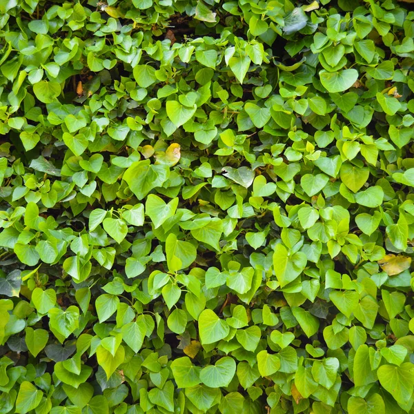 具有绿叶的新鲜常春藤墙植物 常春藤叶质感 冬季常春藤 — 图库照片