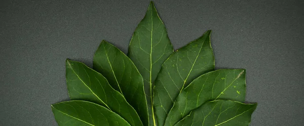 Daphne Leaf Aromatic Bay Leaf Laurus Nobilis Leaf Isolated Black — Stock Photo, Image