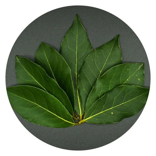 Daphne Leaf Aromatic Bay Leaf Laurus Nobilis Leaf Isolated Black — Stock Photo, Image