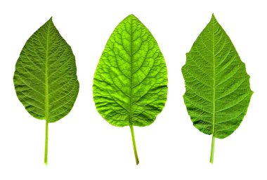 Taze yeşil üç yaprak daldan koparılmış, yüksek çözünürlüklü beyaz arka planda izole edilmiş.