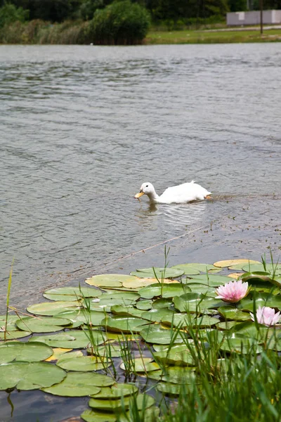 White Duck Swimming Freely Calm Clean Lake Water Lilies — стоковое фото