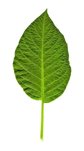 Fresh Green Single Leaf Just Plucked Branch Isolated White Background —  Fotos de Stock