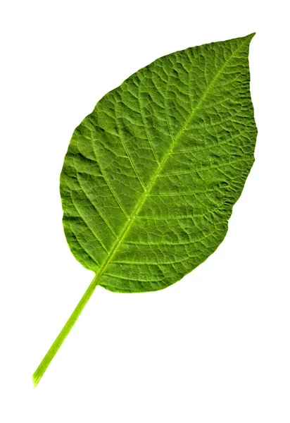 Свіжий Зелений Одинарний Лист Просто Вирваний Гілки Ізольований Білому Тлі — стокове фото