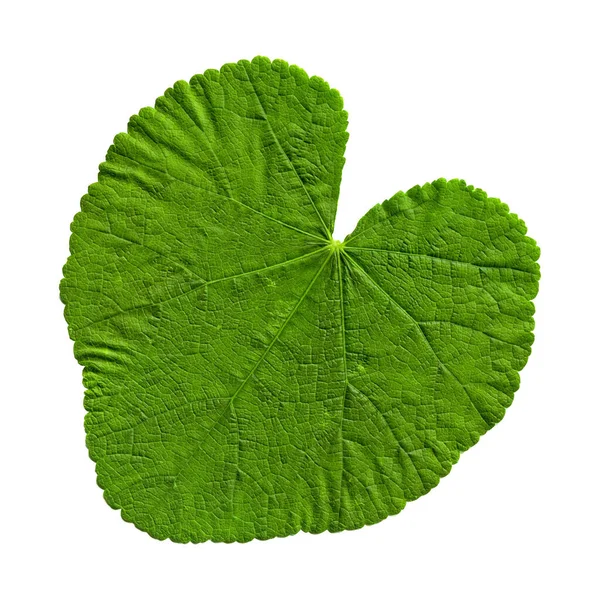 Fresh Green Hibiscus Mallow Althaea Officinalis Leaf Freshly Plucked Branch — Stock Photo, Image