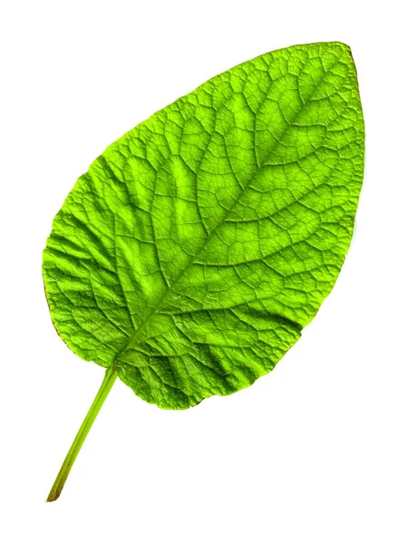 Fresh Green Single Leaf Just Plucked Branch Isolated White Background —  Fotos de Stock