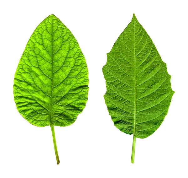 Свіжий Зелений Два Листа Просто Вирвані Гілки Ізольовані Білому Тлі — стокове фото