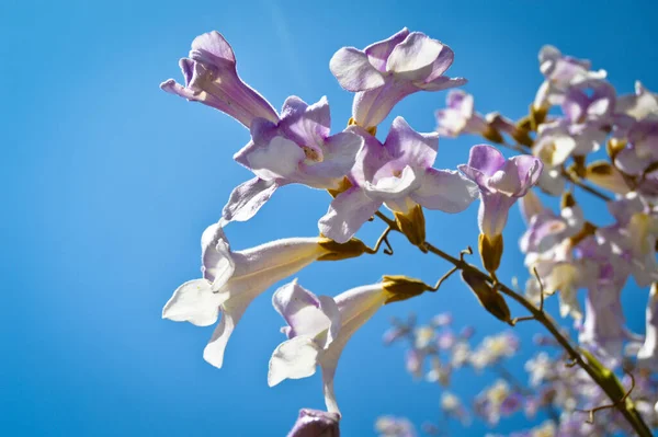 Spring Branch Purple White Flower Blossom Sunny Day Clear Blue — Stock Photo, Image