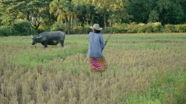 Thaiföld és a vidéki területeken élő helyi mezőgazdasági termelők életmódja — Stock videók