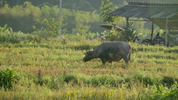 Búfalo tailandés pastando en un campo de arroz. — Vídeo de stock